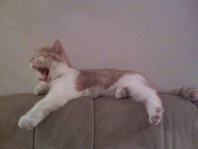 cat yawning on couch