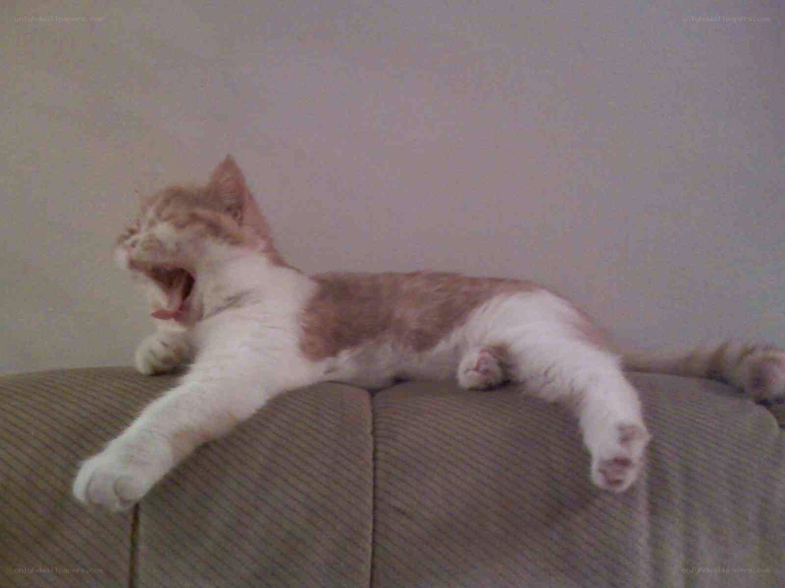 cat yawning on couch