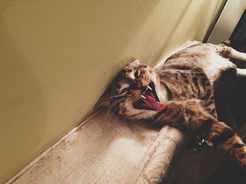 cat yawning on couch