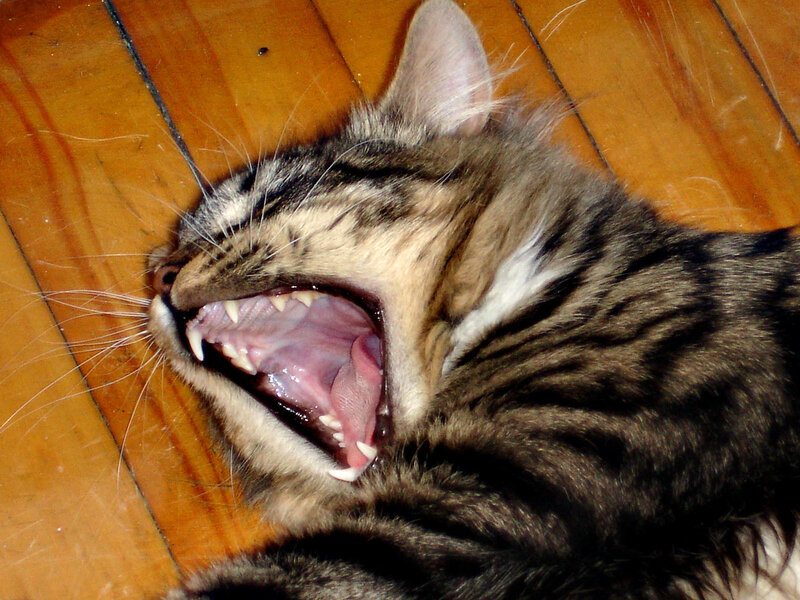 cat yawning on floor