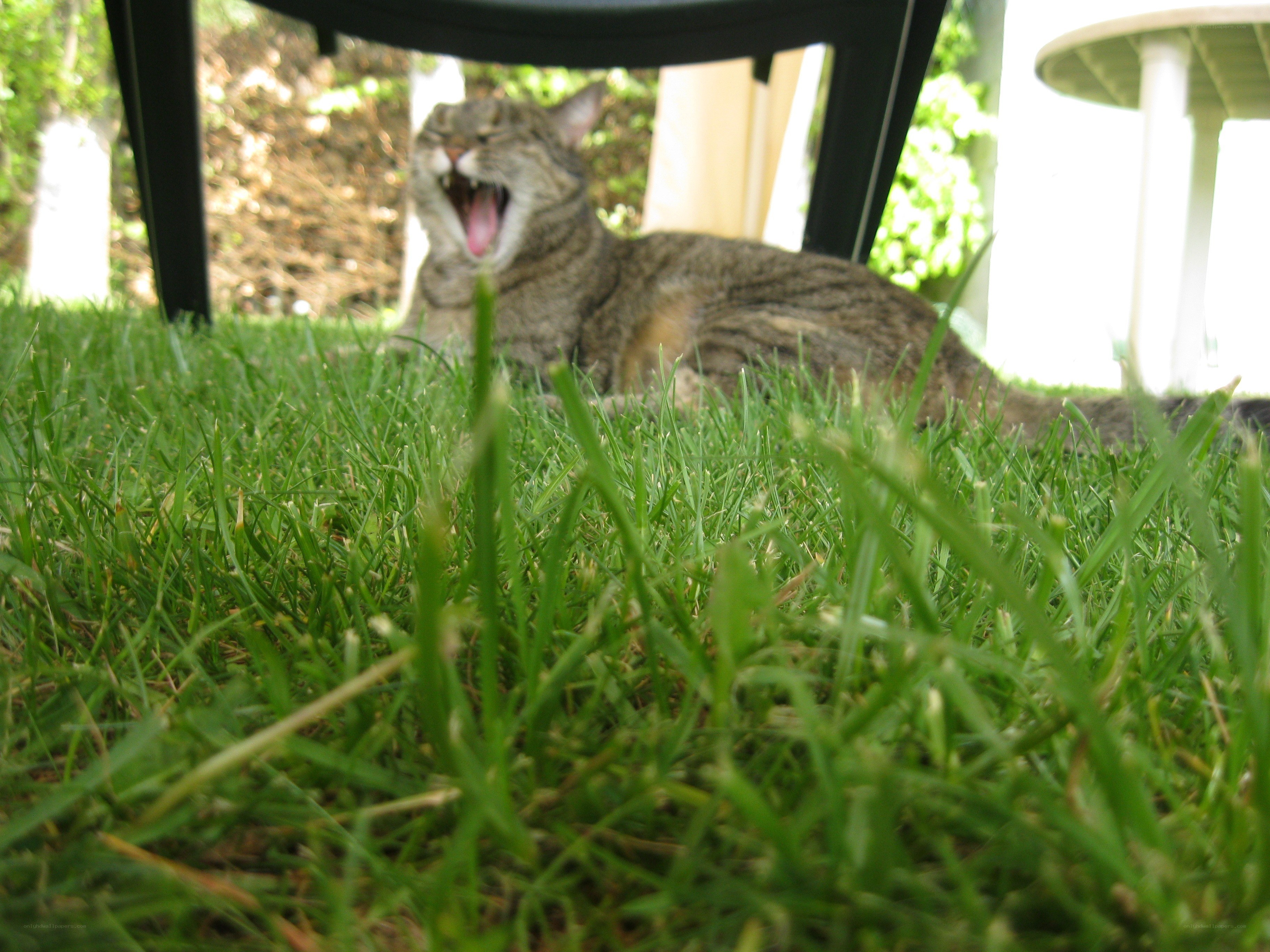 cat yawning on grass