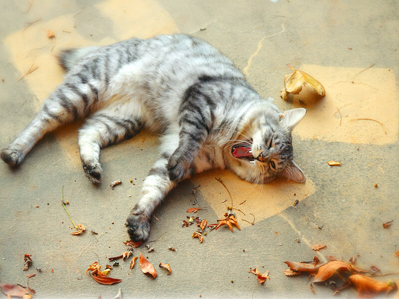 cat yawning on ground