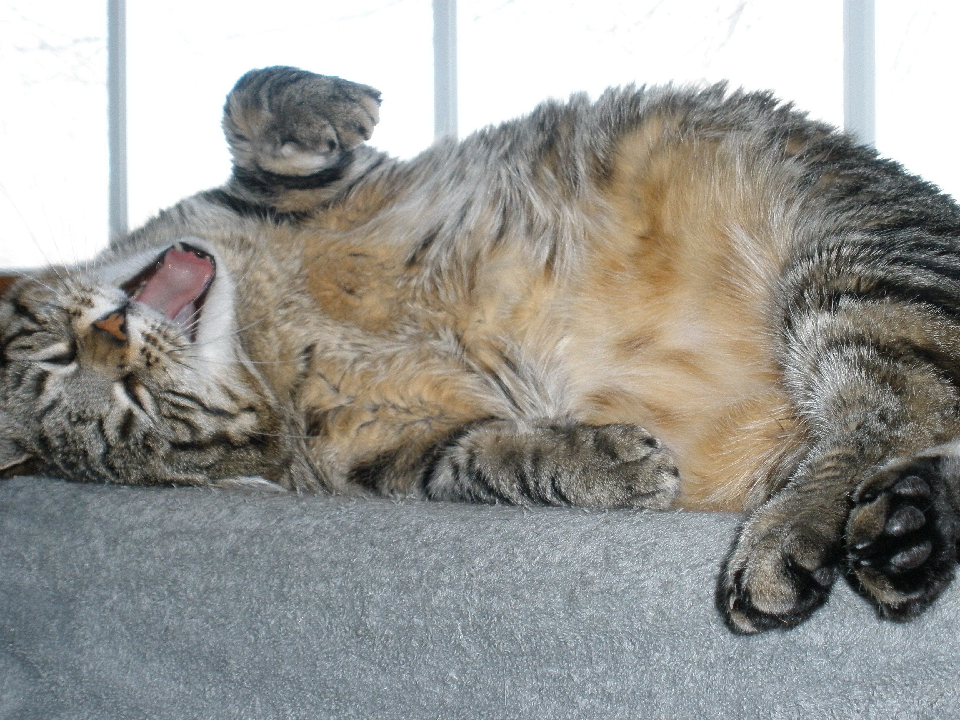 cat yawning on its back