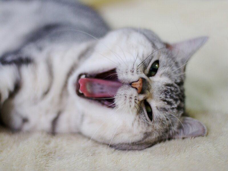 cat yawning on its back
