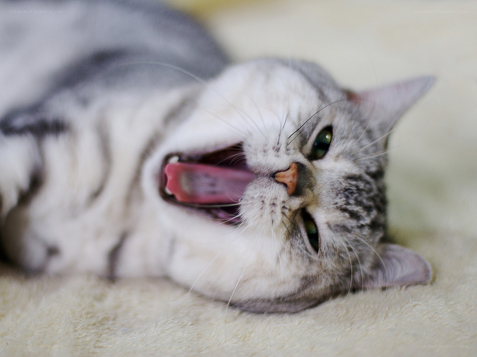 cat yawning on its back
