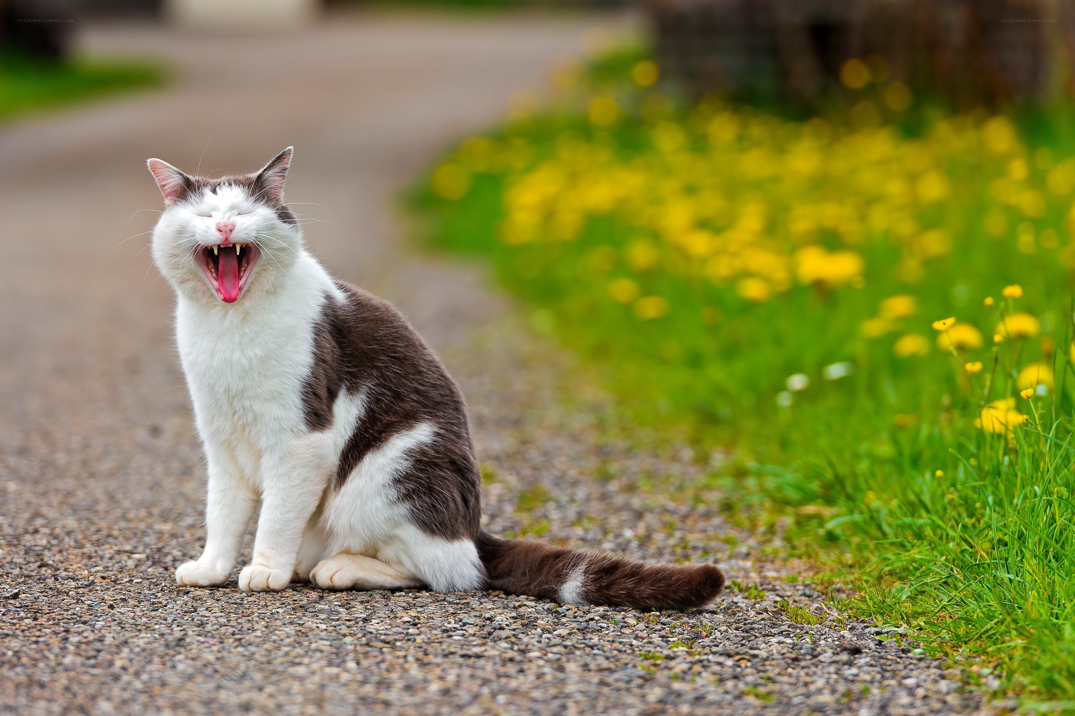 cat yawning on path