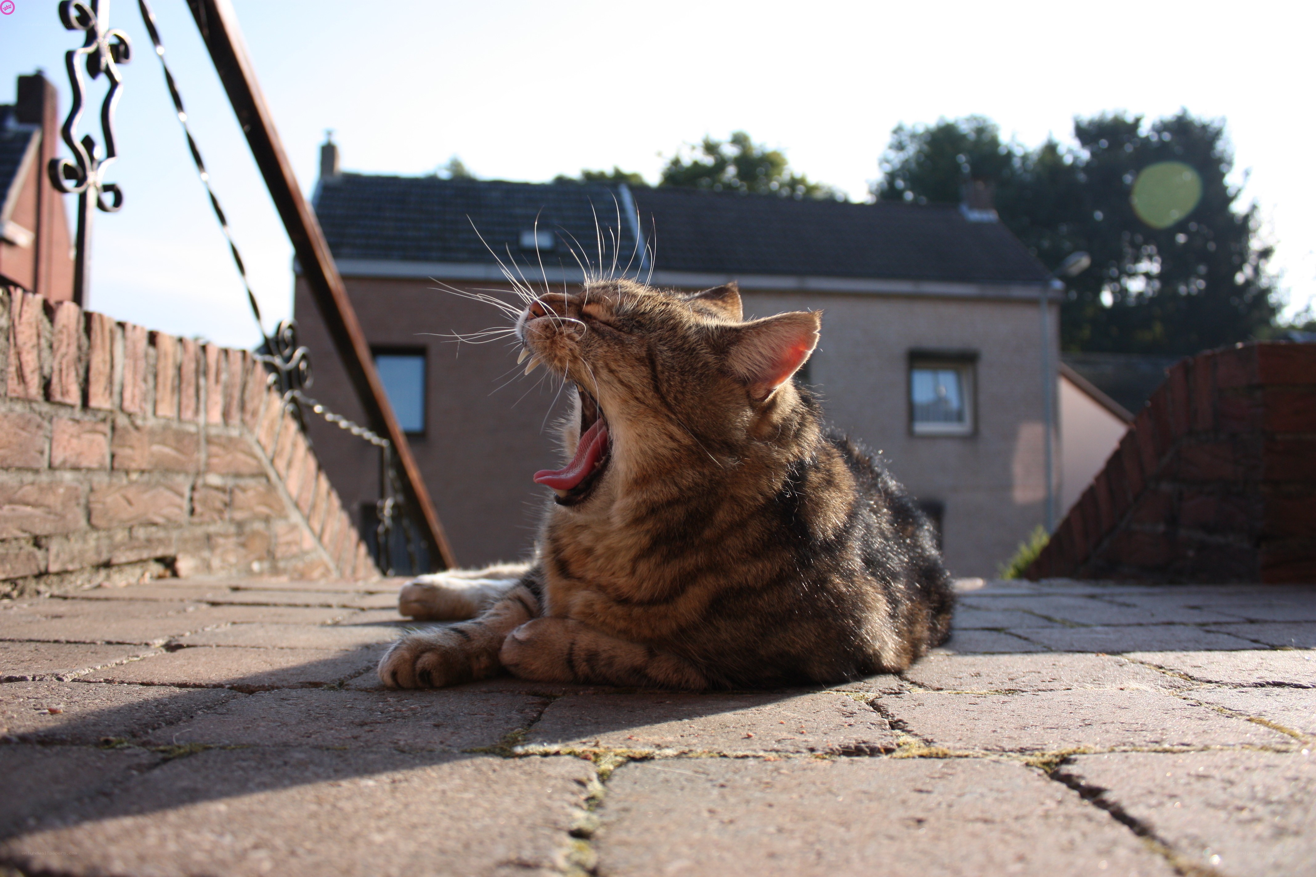 cat yawning on patio