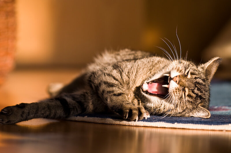 cat yawning on rug