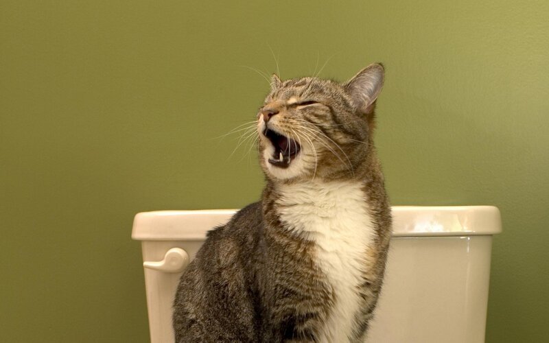 cat yawning on toilet