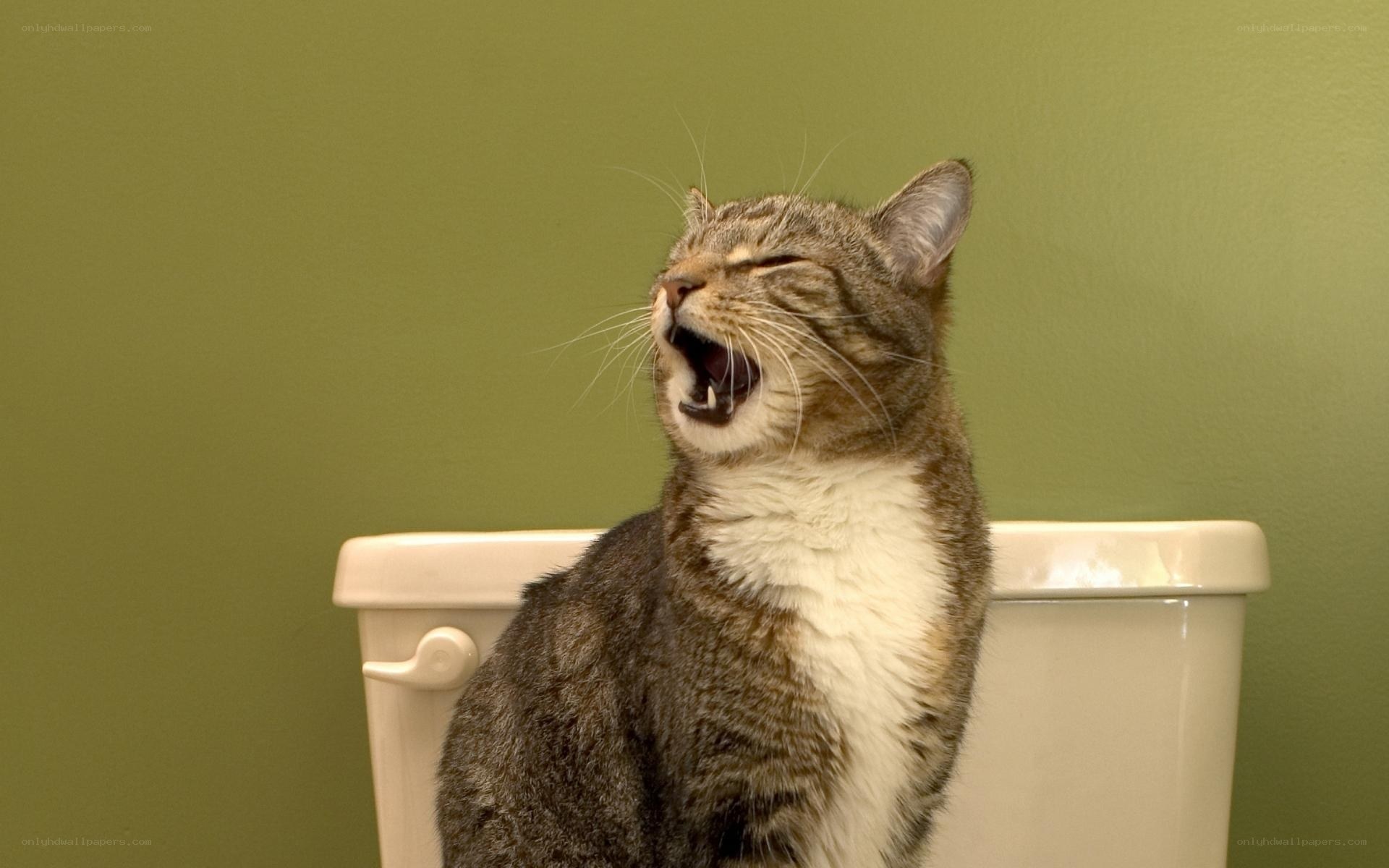 cat yawning on toilet