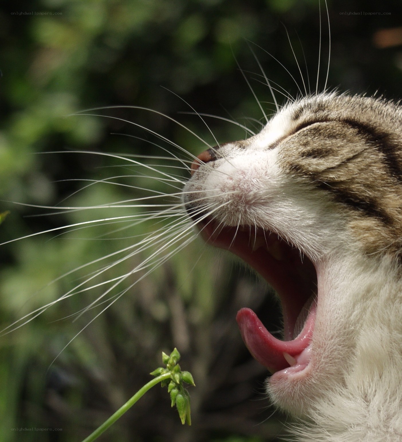 cat yawning outdoors