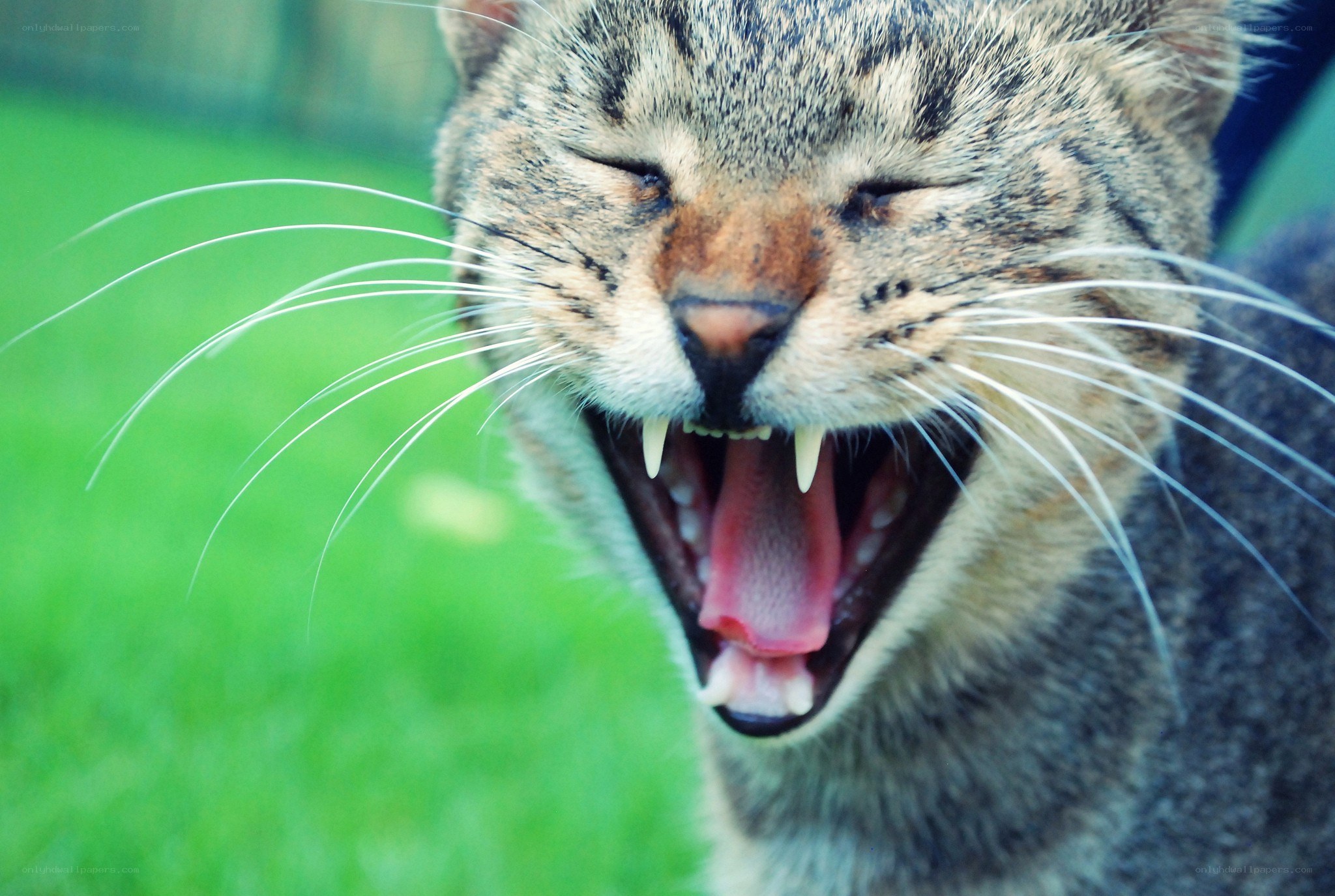 cat yawning outdoors