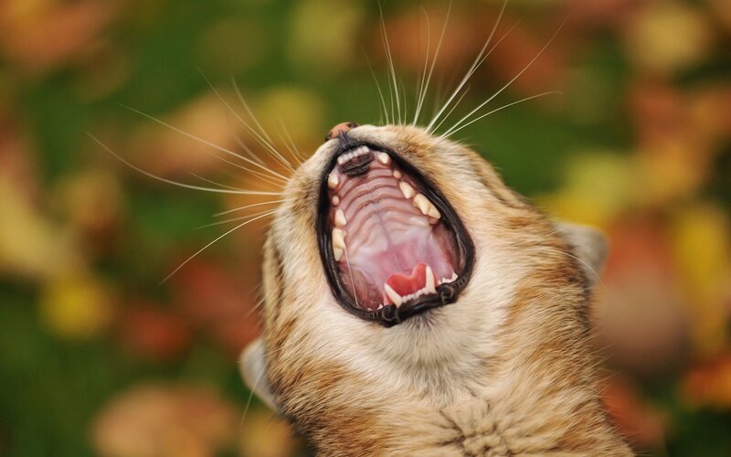 Cat Yawning