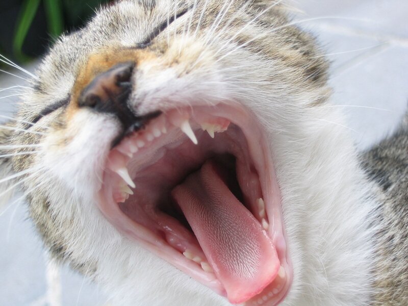Cat Yawning — White