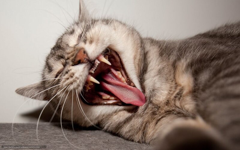 cat yawning widely