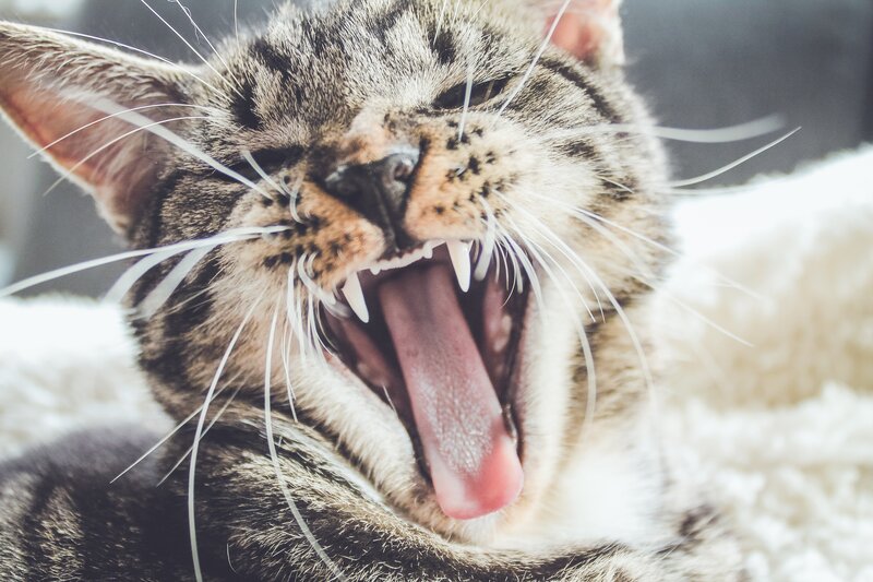 cat yawning widely