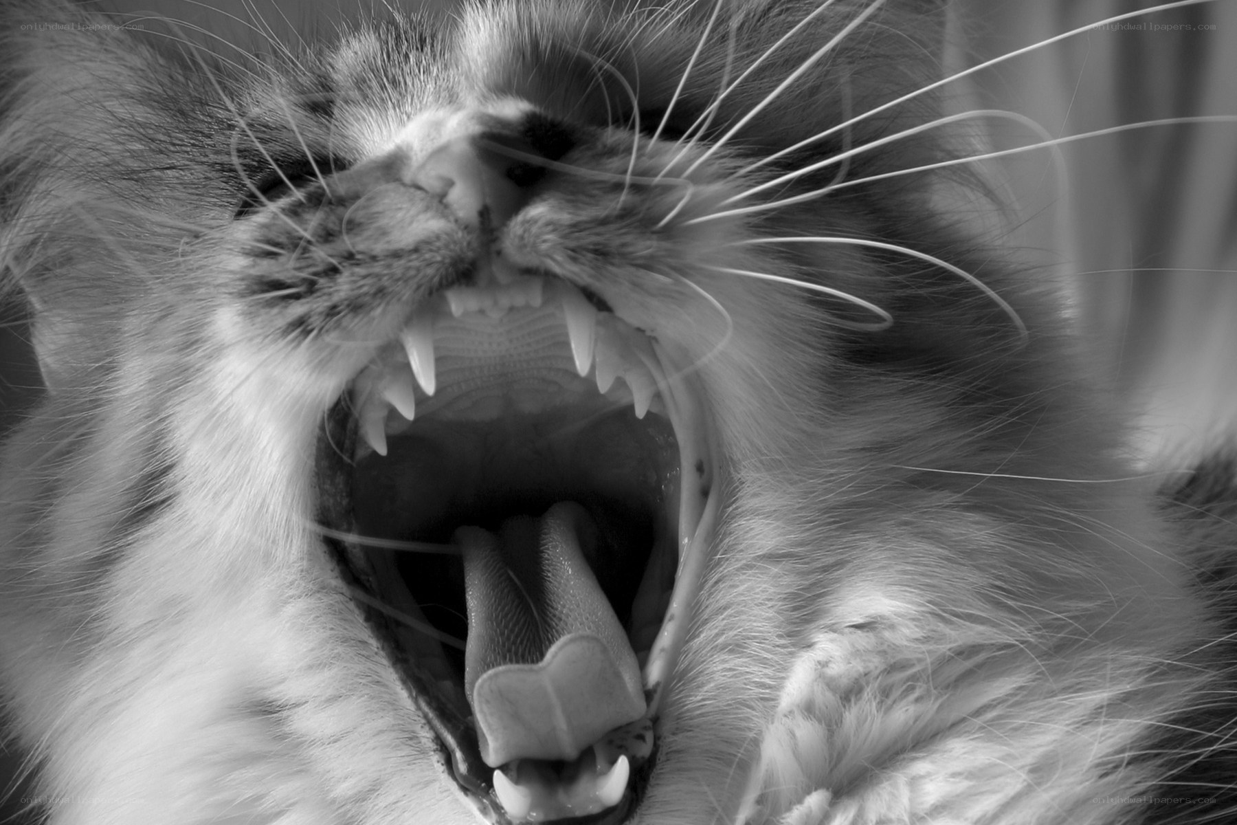 cat yawning widely