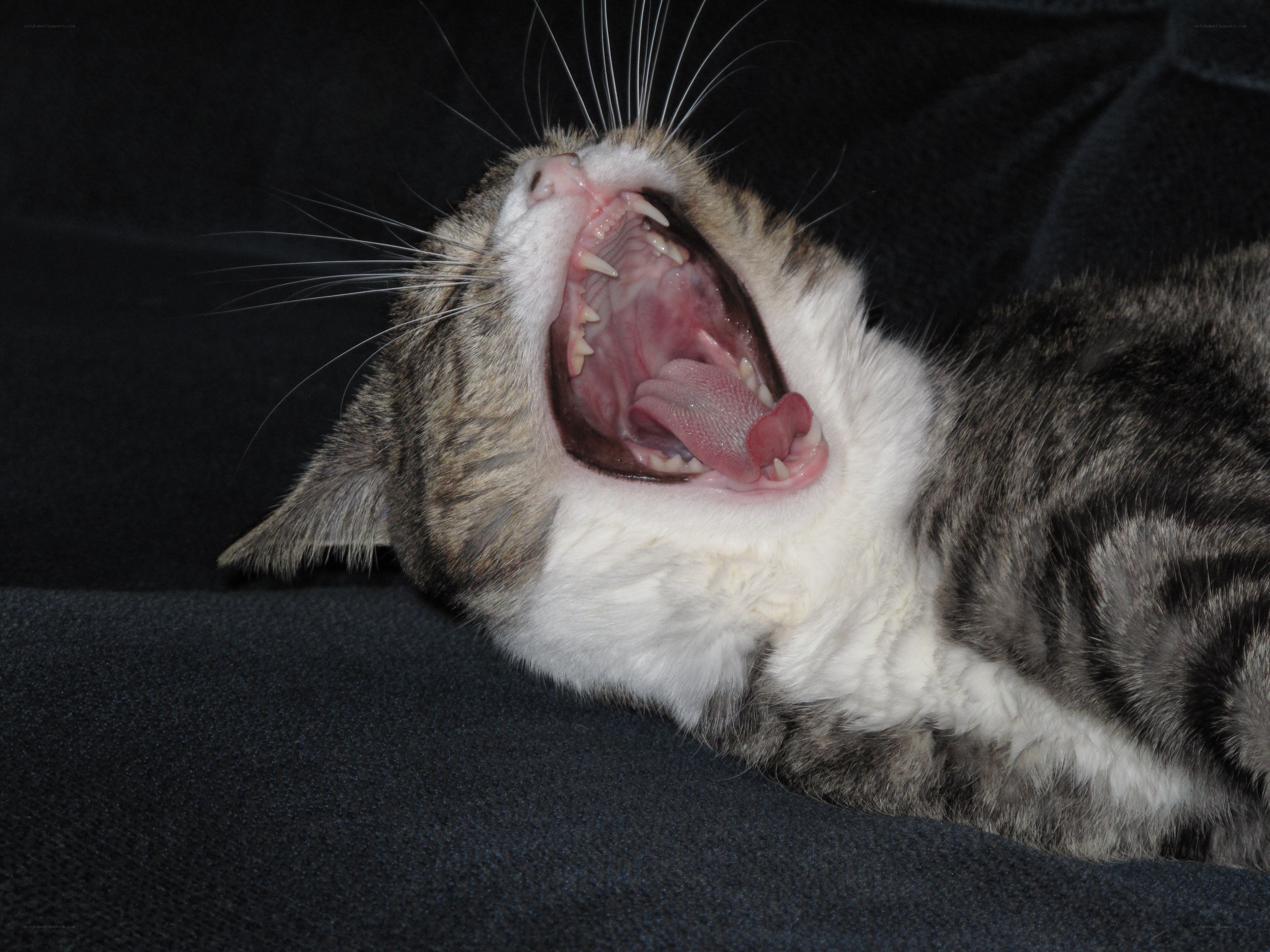 cat yawning widely