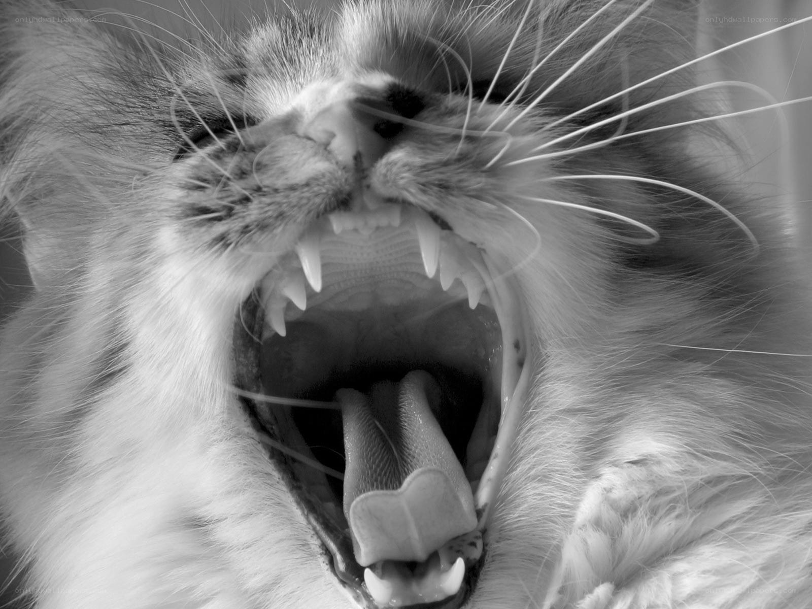 cat yawning widely