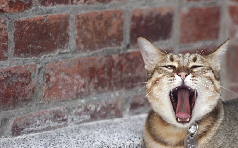 cat yawning widely
