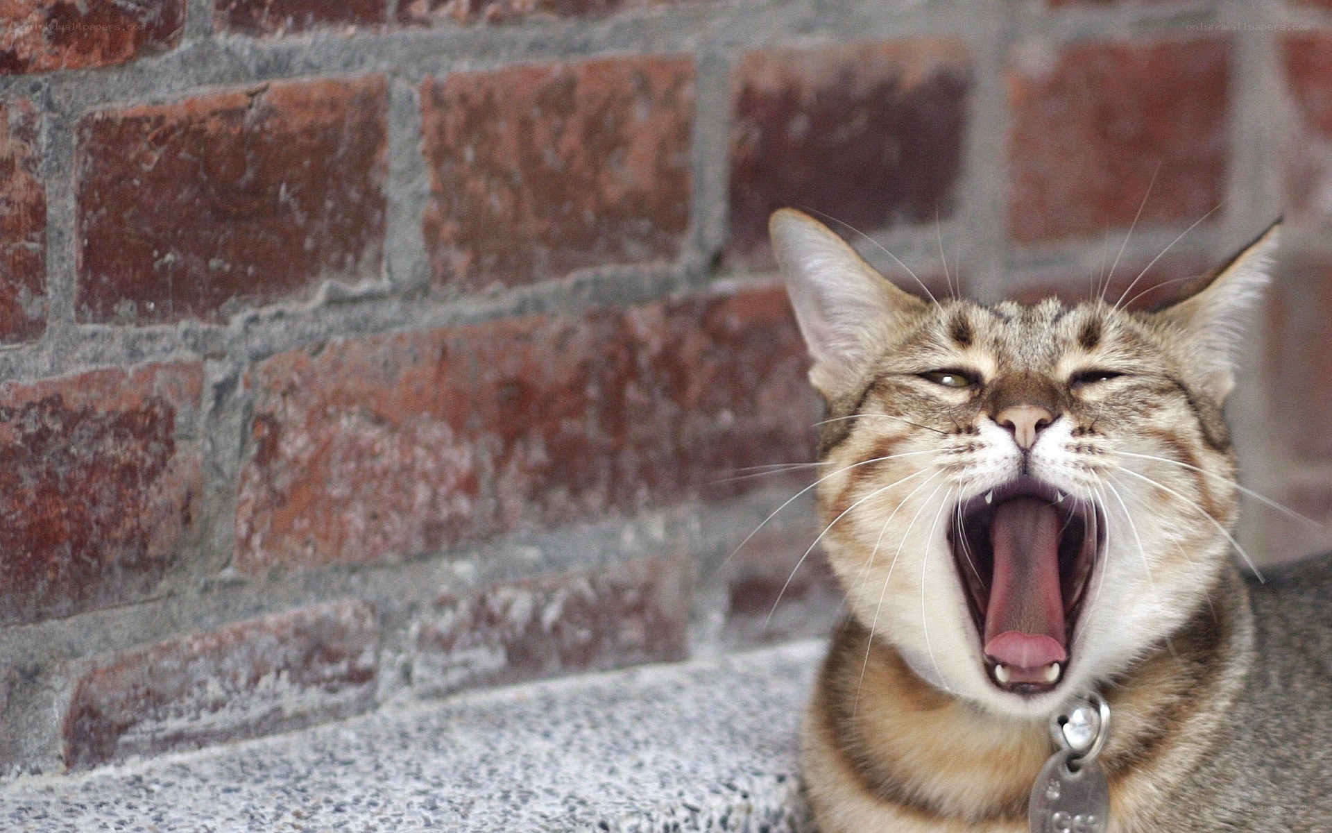 cat yawning widely