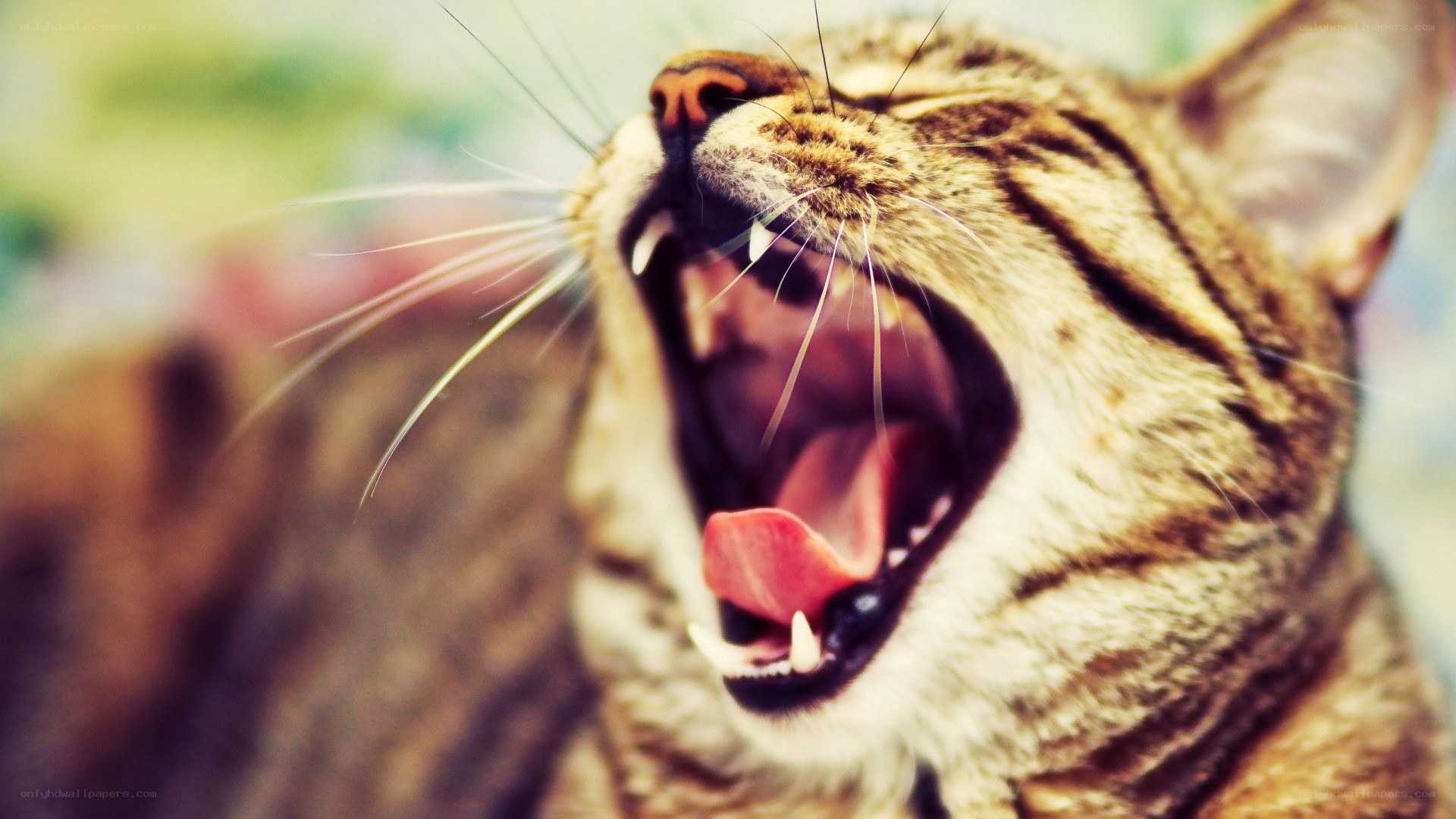 cat yawning widely
