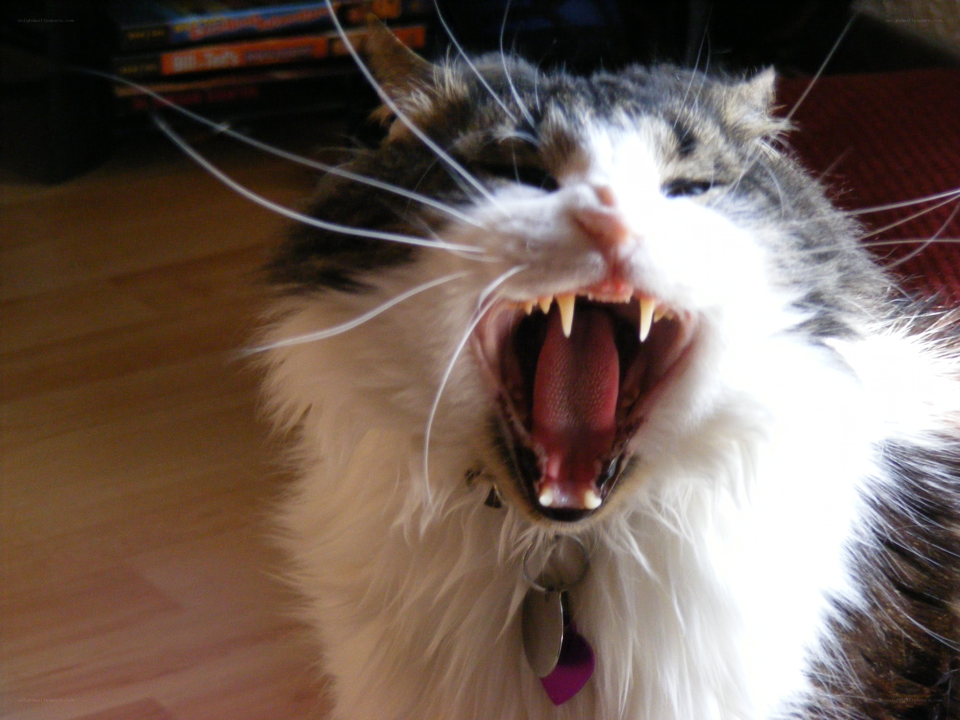 cat yawning widely