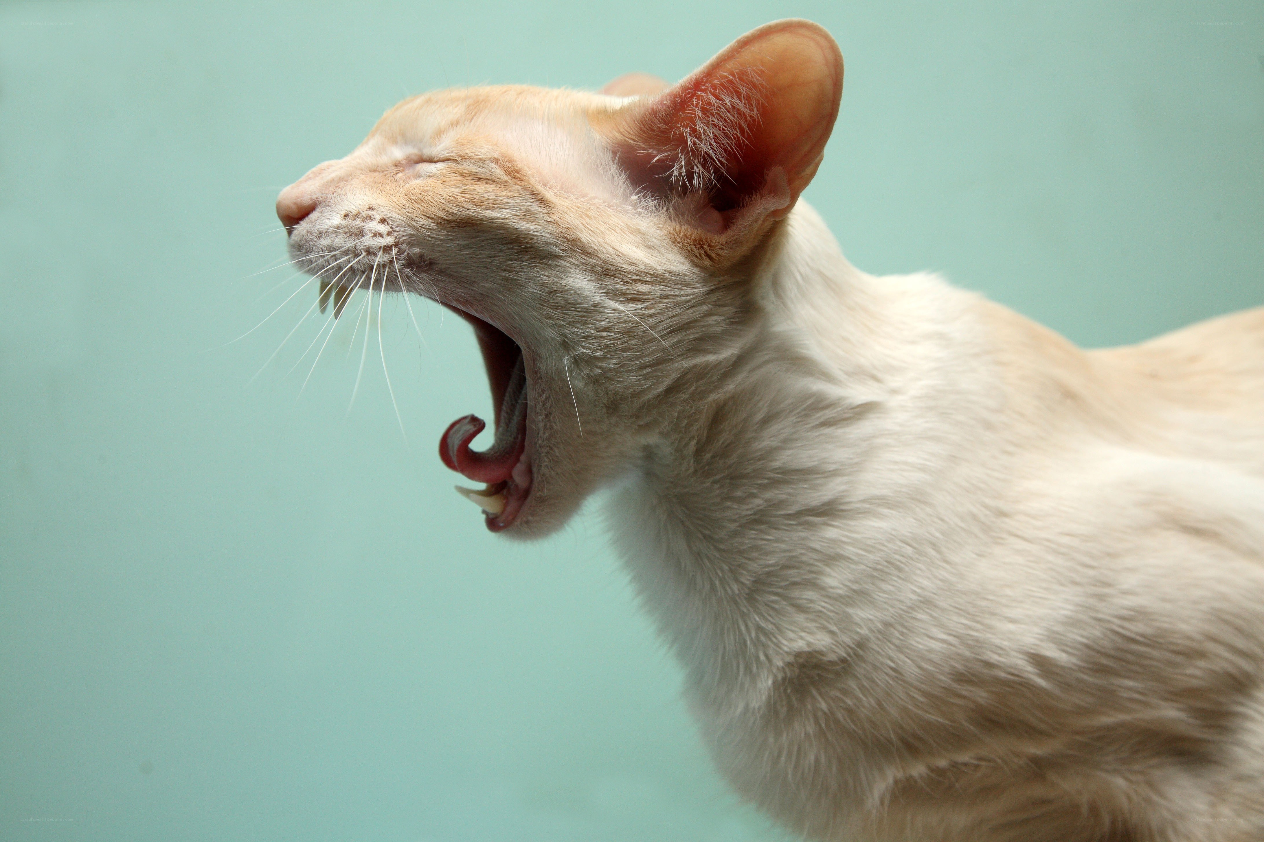 cat yawning widely