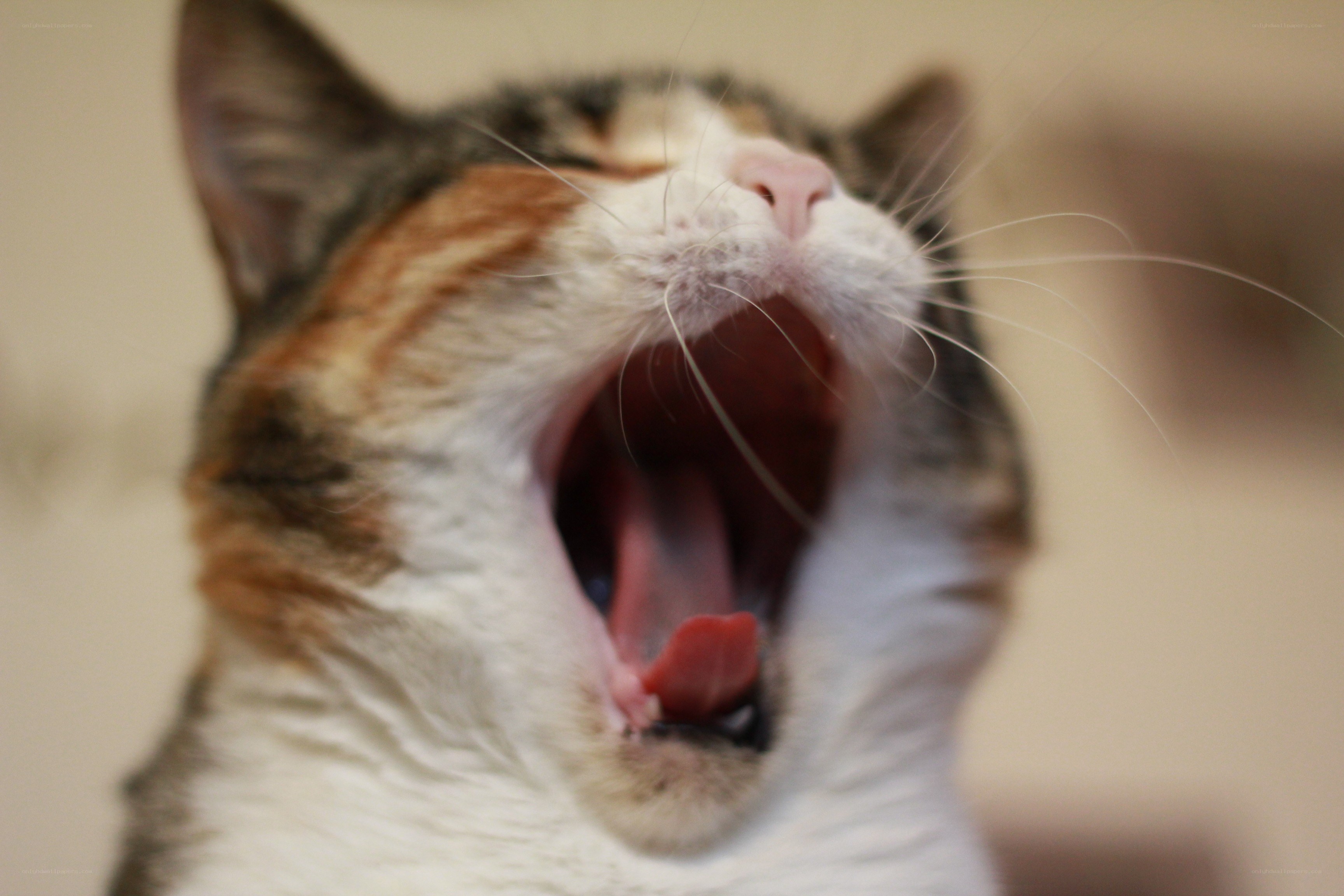 cat yawning widely