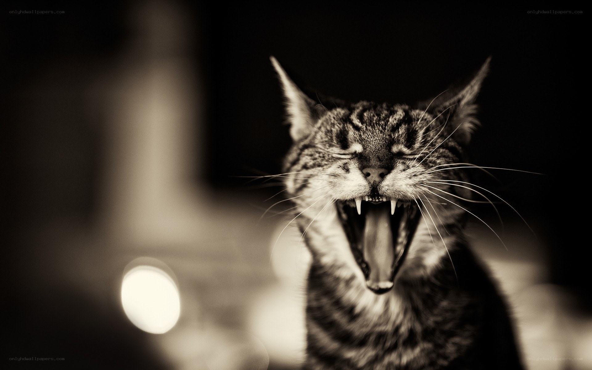 cat yawning widely