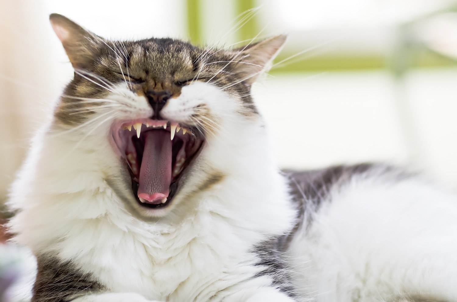 cat yawning widely