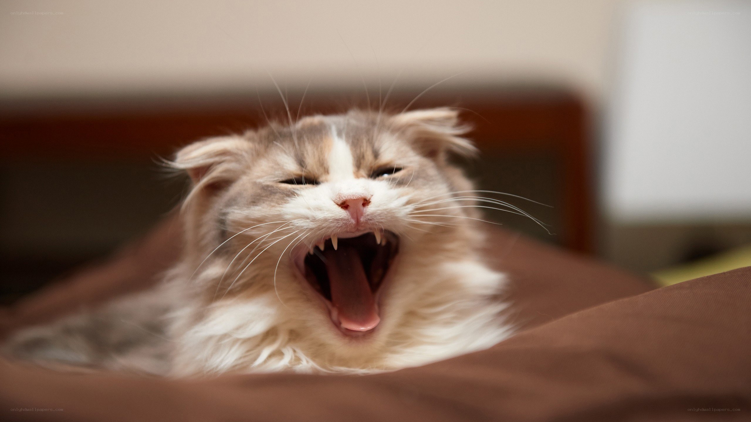 cat yawning widely