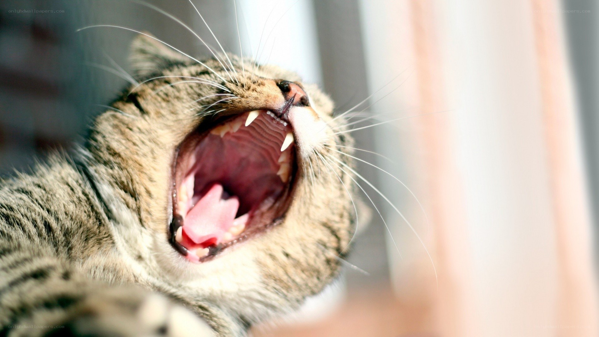 cat yawning widely