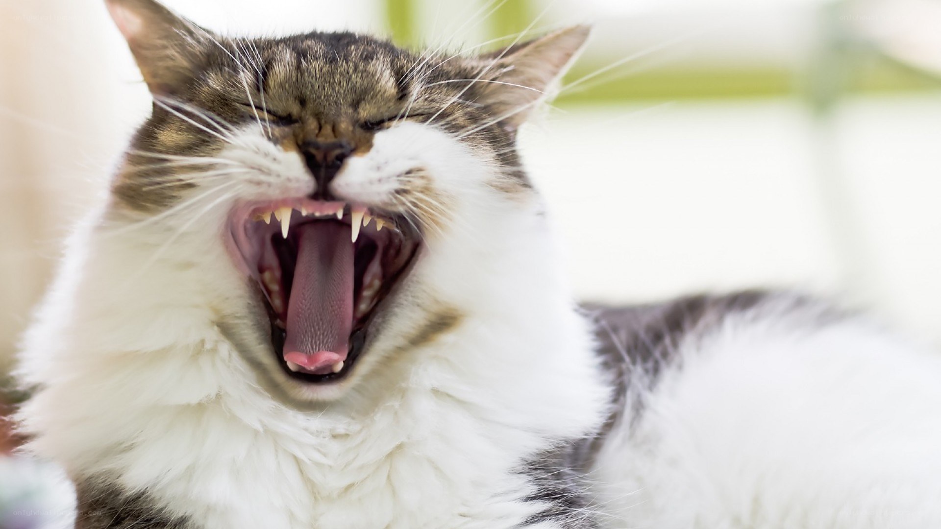 cat yawning widely