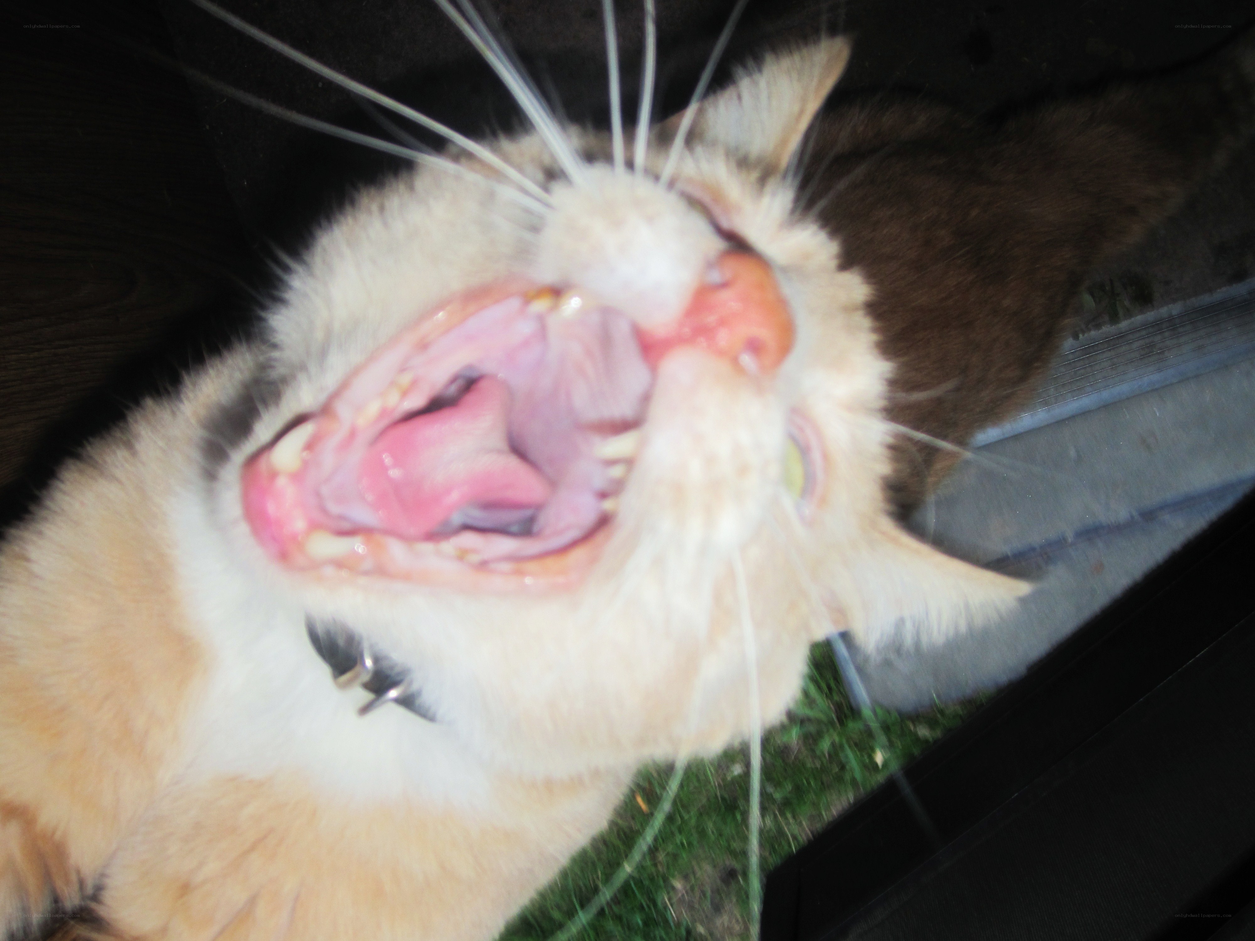 cat yawning widely