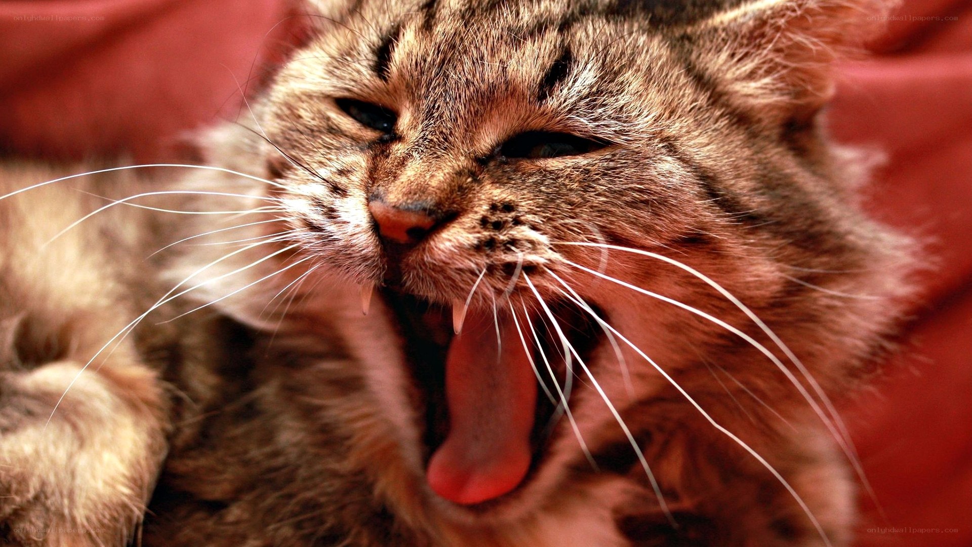 cat yawning widely