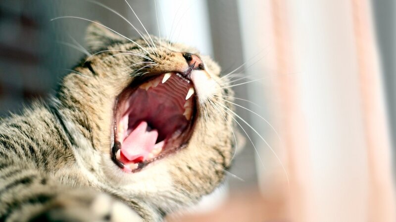cat yawning widely