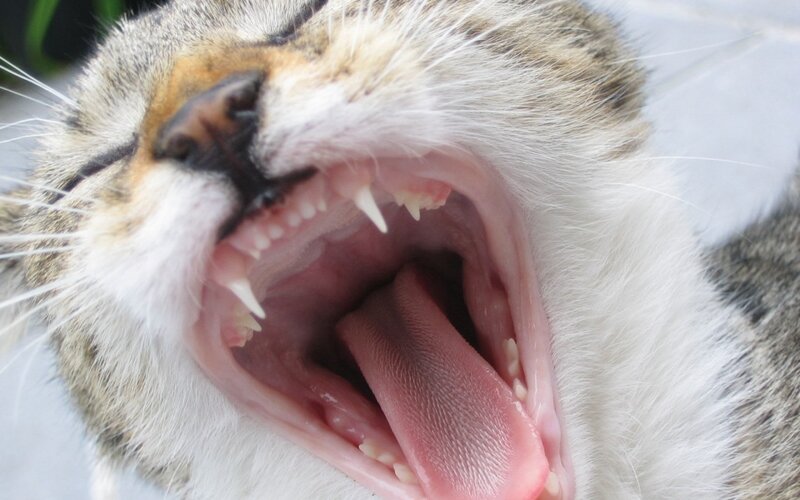 Cat Yawning Widely — White