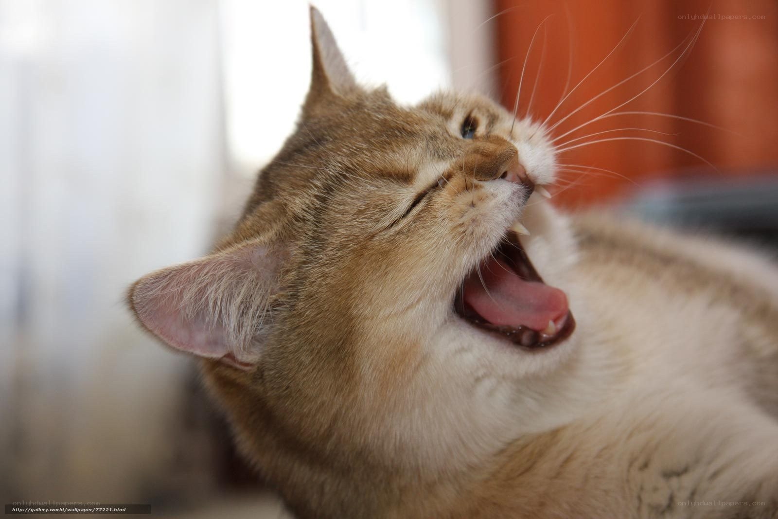 cat yawning widely