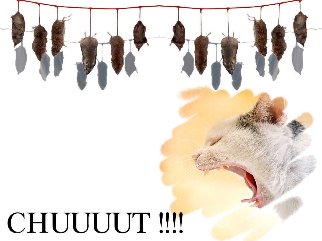 cat yawning with dead mice