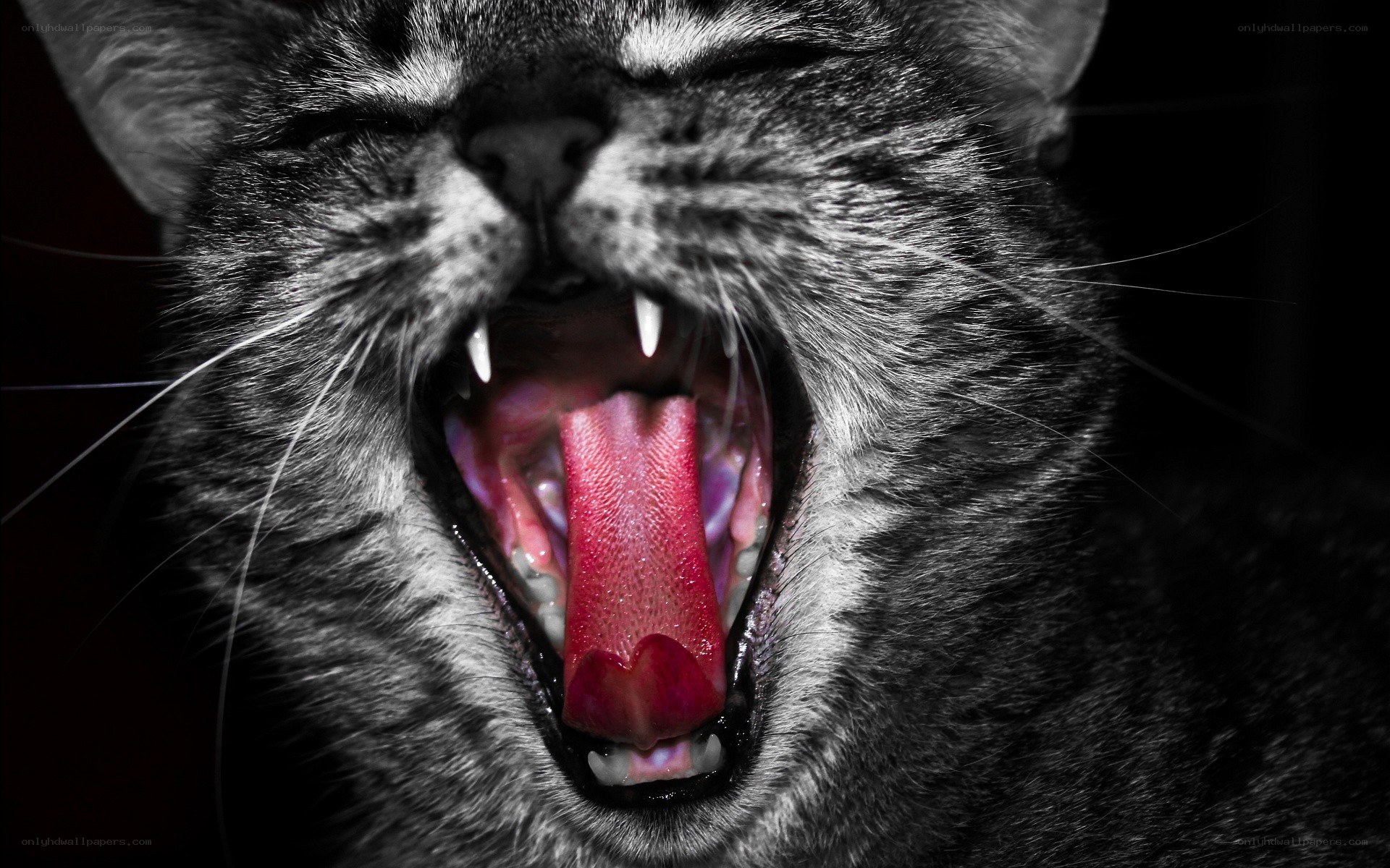 cat yawning with open mouth