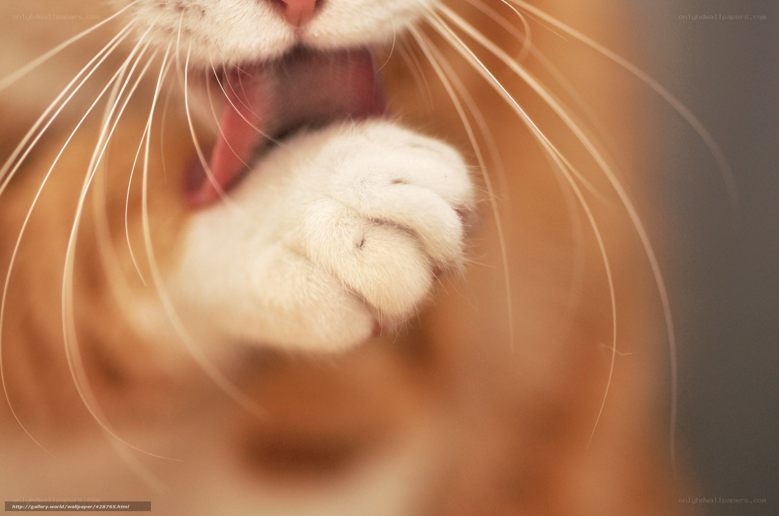 cat yawning with paw