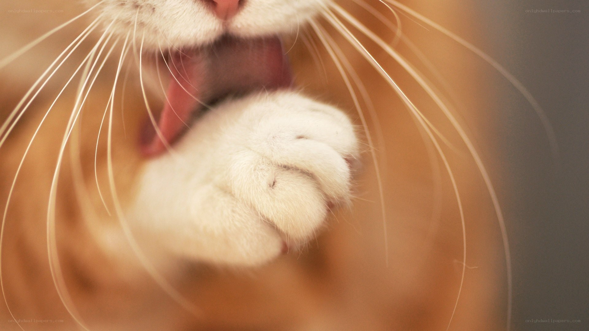 cat yawning with paw up