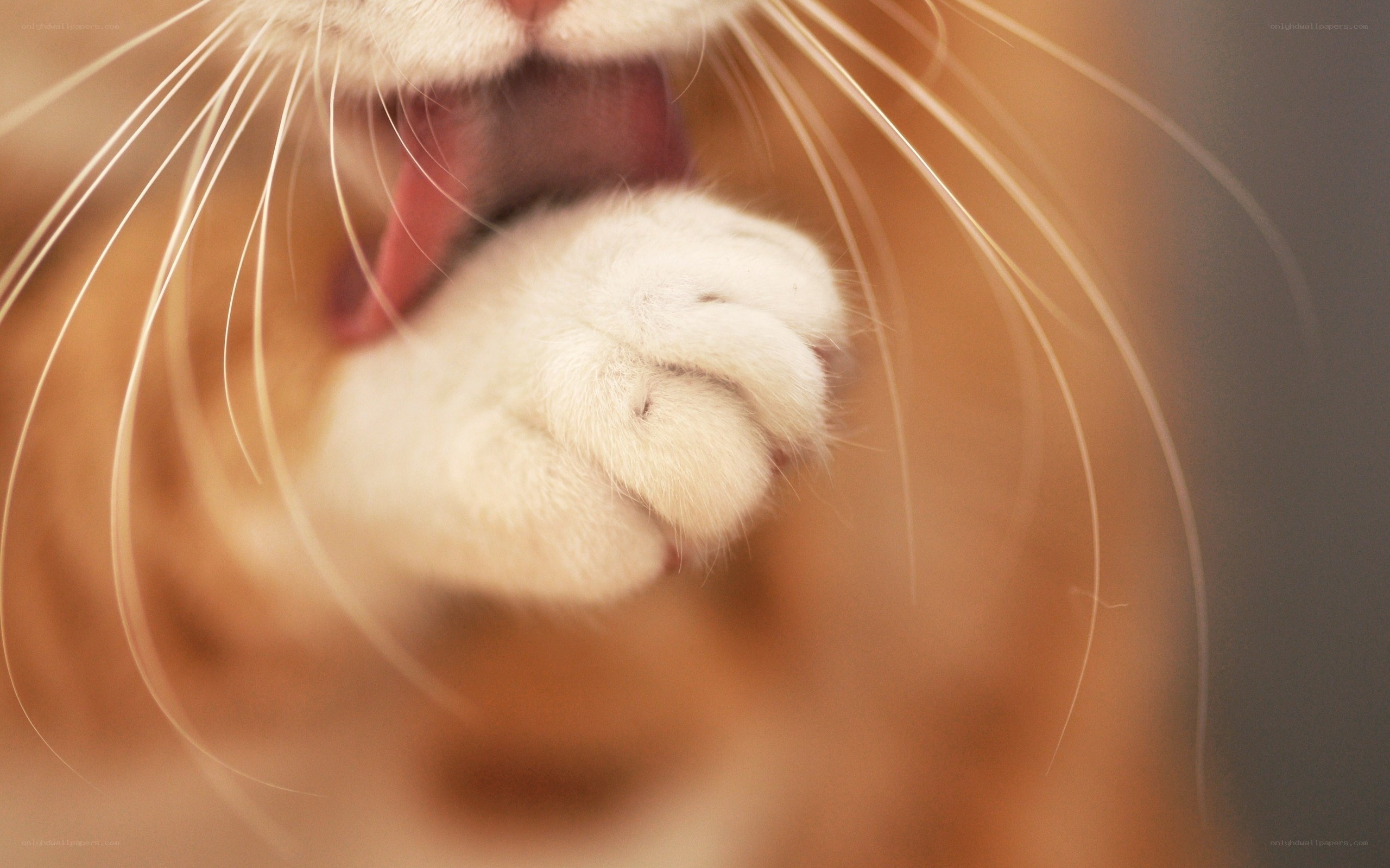 cat yawning with paw