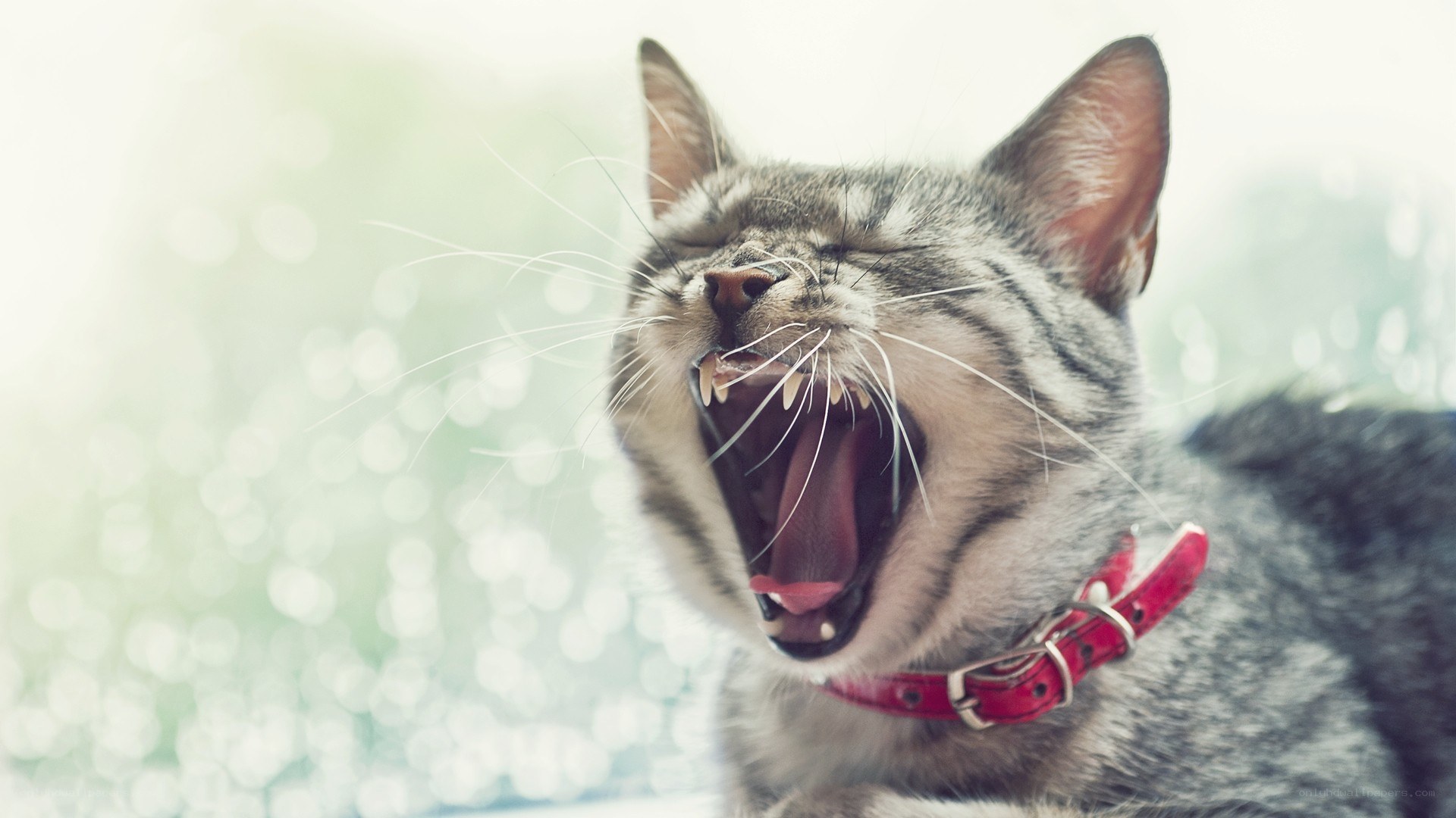 cat yawning with red collar