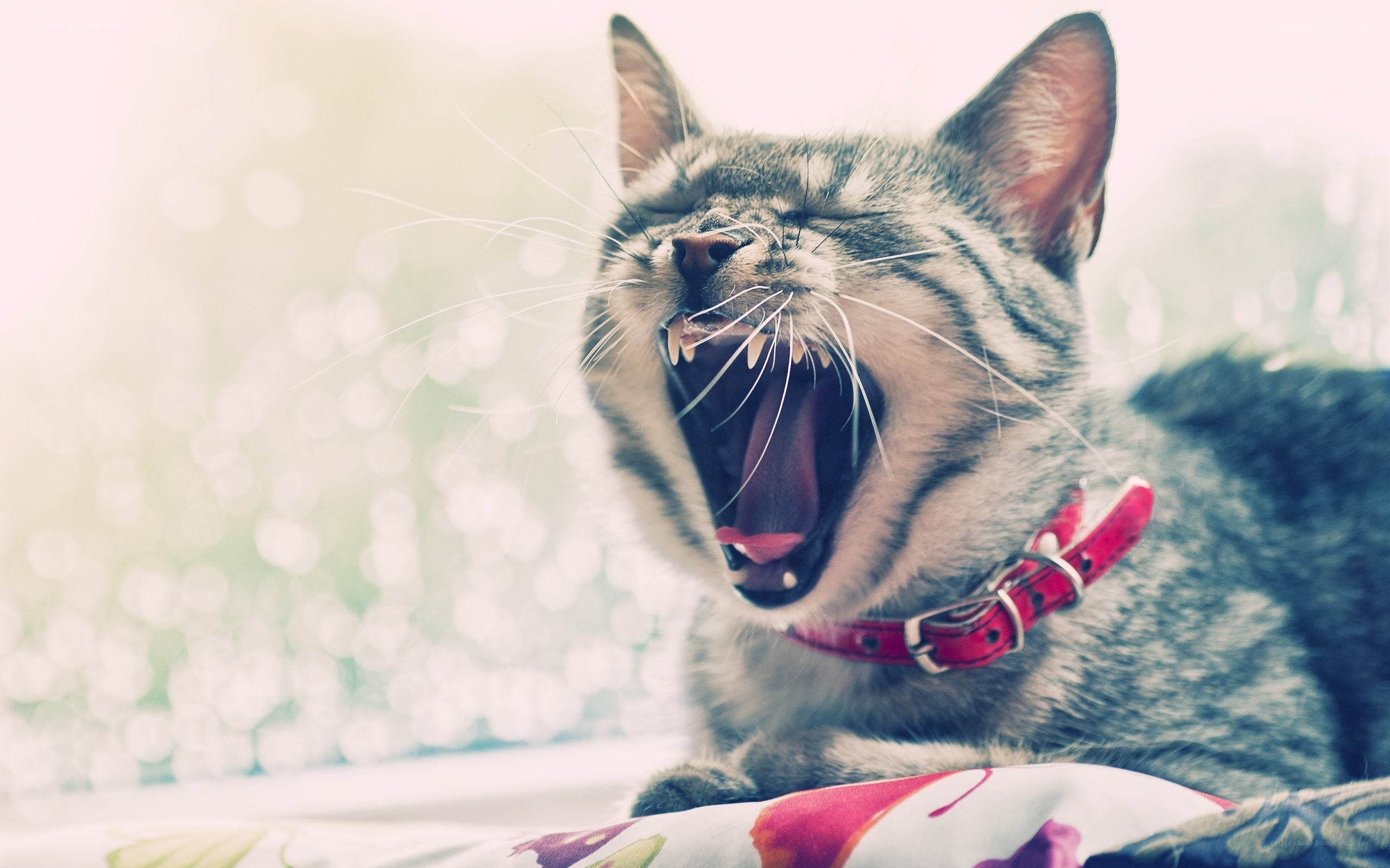 cat yawning with red collar
