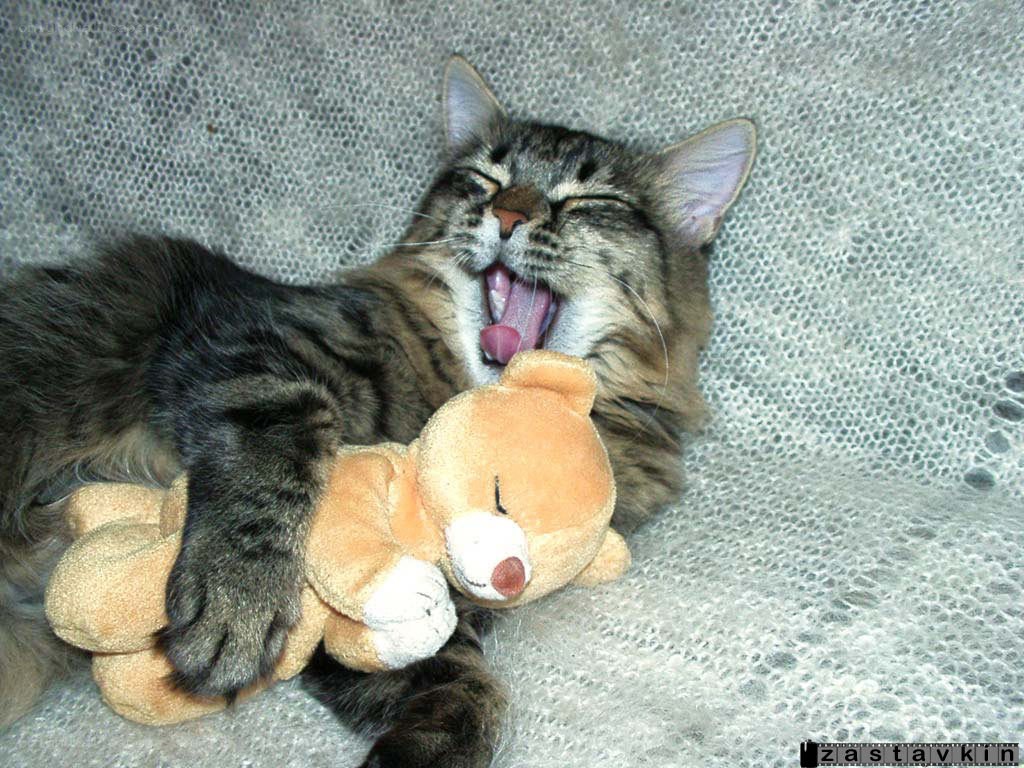 Cat yawning with toy