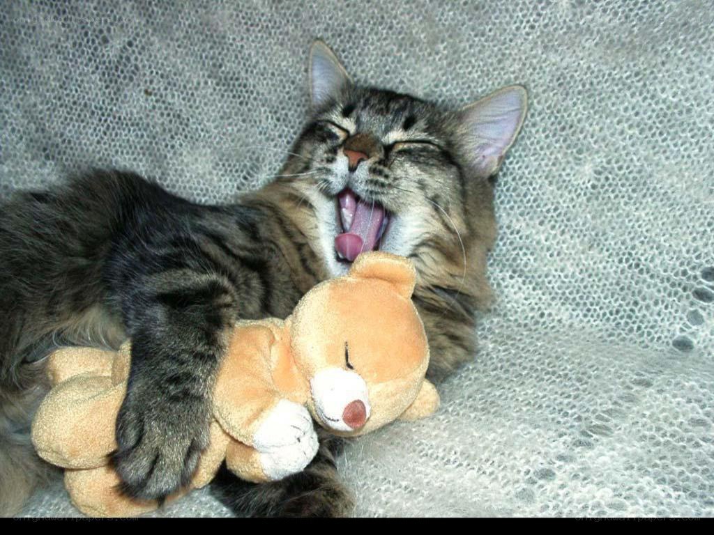Cat yawning with toy