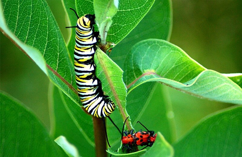 Caterpillar and beetle on a leaf
