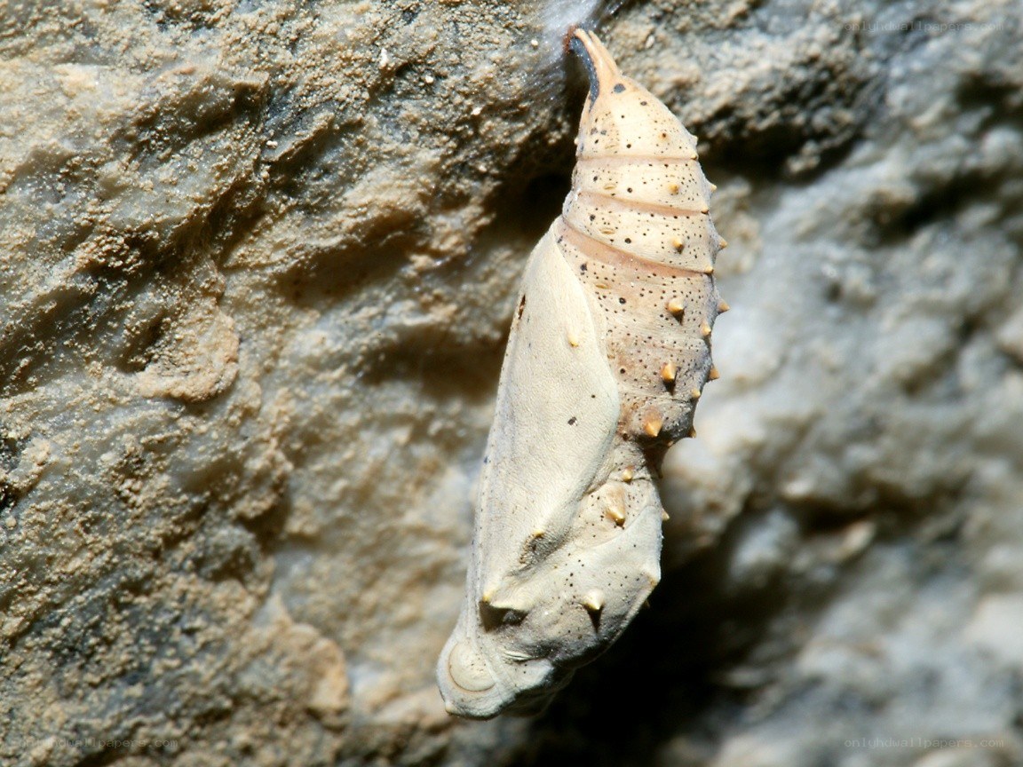 Caterpillar chrysalis on rock